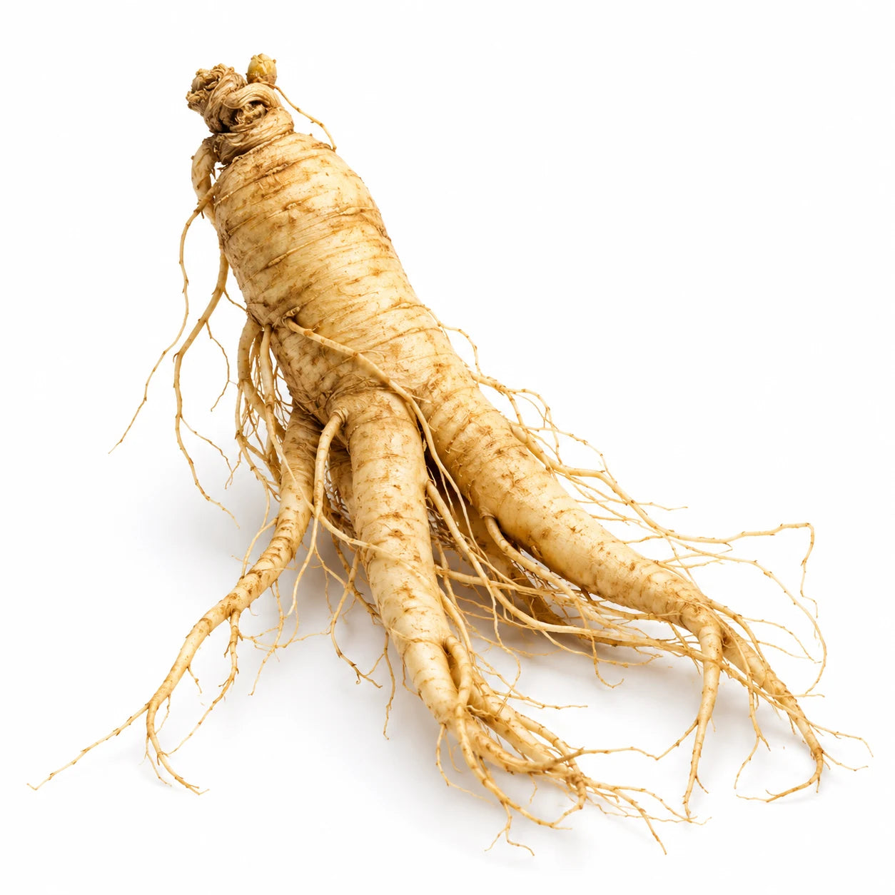 Panax ginseng kökü