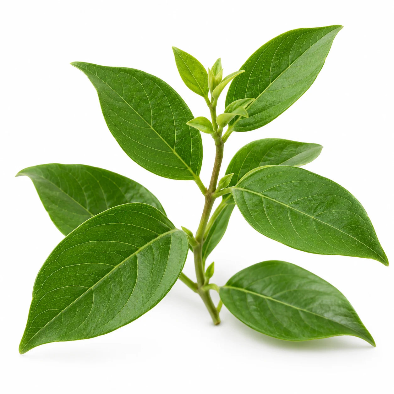 Gymnema sylvestre yaprakları