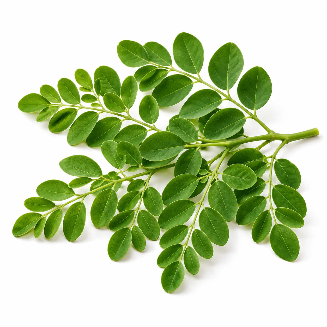 Moringa yaprakları